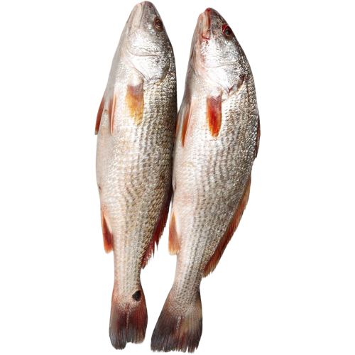 Croaker x1 – Frozen